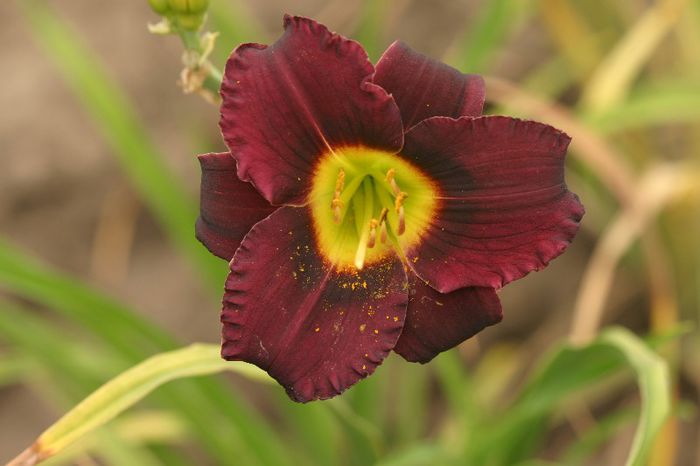 Cinderella s Dark Side - HEMEROCALLIS