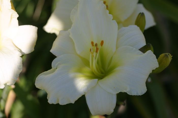 Heidi Edelweis1 - HEMEROCALLIS