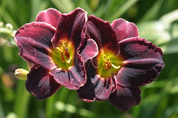 Midnight Oil - HEMEROCALLIS