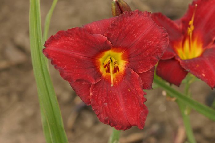 Scarlet Apache - HEMEROCALLIS