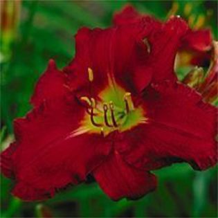 Scarlet Shadows - HEMEROCALLIS