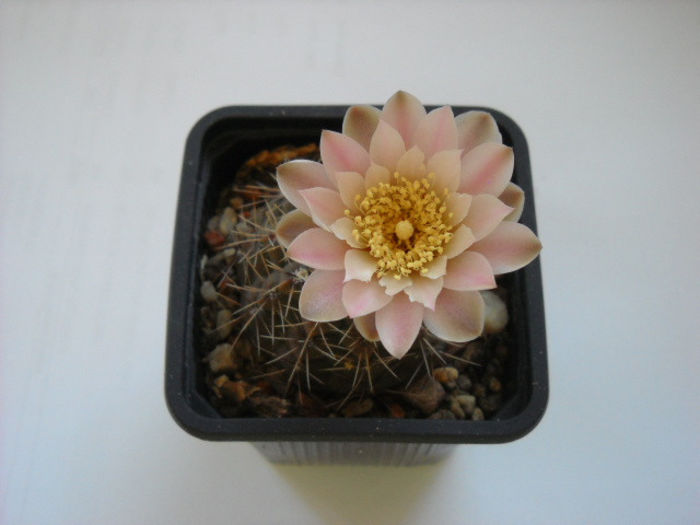 Gymnocalycium