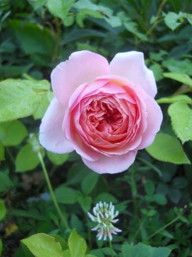 Abraham Darby