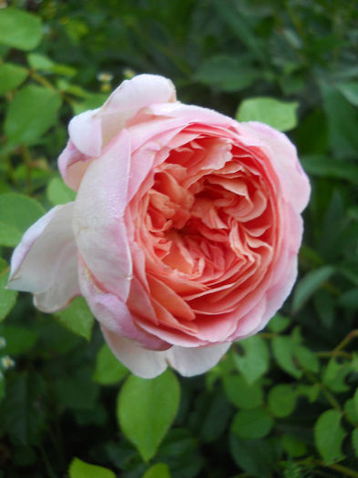 Abraham Darby