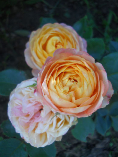 Mango Romantica