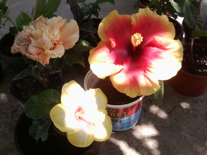 Fotografie4823 - hibiscusi 2013-2