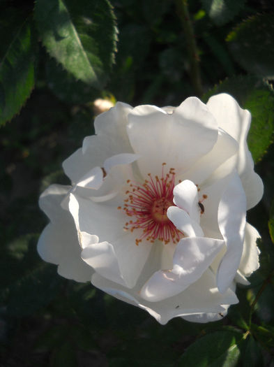 Jacqueline du Pré