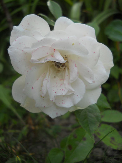 Schneewittchen - Trandafiri 2013