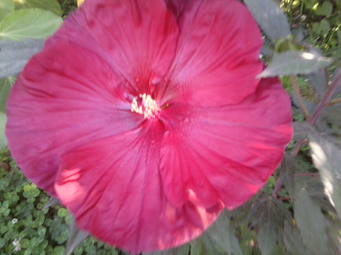 cranberry crush - flori de gradina 2013-2