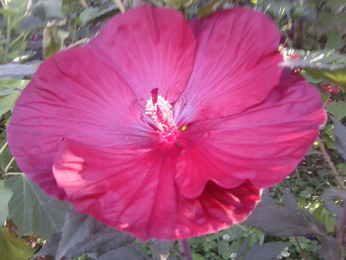 Fotografie4815 - flori de gradina 2013-2