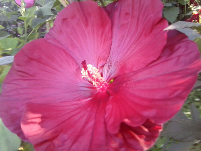 Fotografie4816 - flori de gradina 2013-2