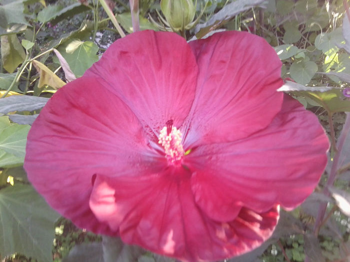 Fotografie4817 - flori de gradina 2013-2