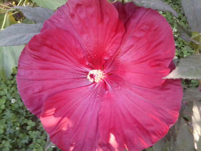 Fotografie4820 - flori de gradina 2013-2