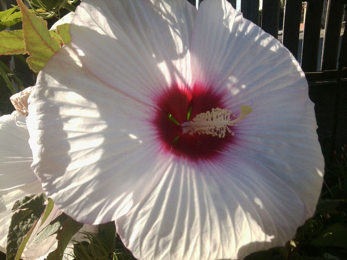 Fotografie4821 - flori de gradina 2013-2