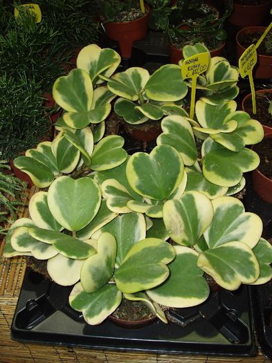 hoya kerry variegata - HOYA