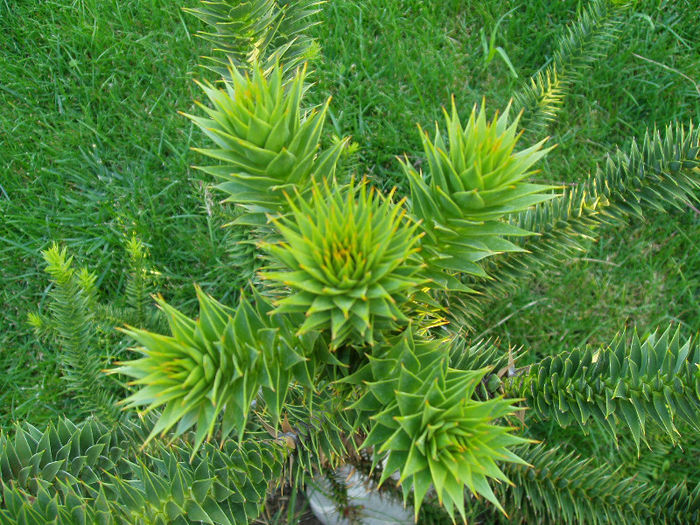 Araucaria Araucana- detaliu