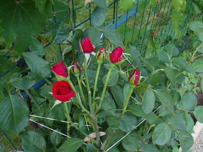 prins din butas, de mama