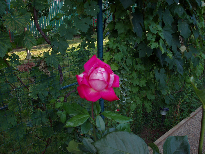 prins de mama, sub PET