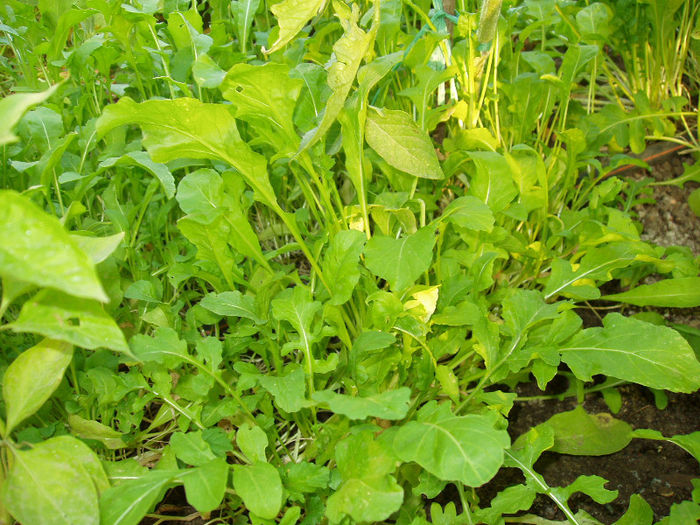 rucola. Deja am adunat de 3-4 ori!!