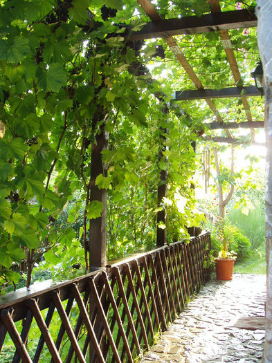 vita de vie a imbracat-o - 0019 Pergola realizata de noi in 2010