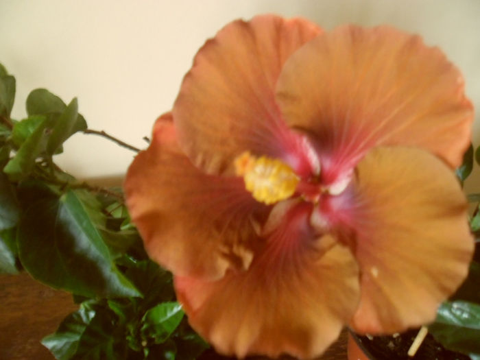 Jim Berry - Hibiscus 2013-2