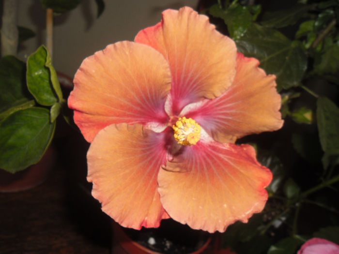 Jim Berry - Hibiscus 2013-2
