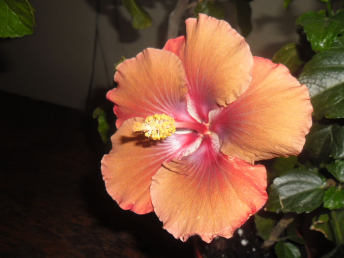 Jim Berry - Hibiscus 2013-2