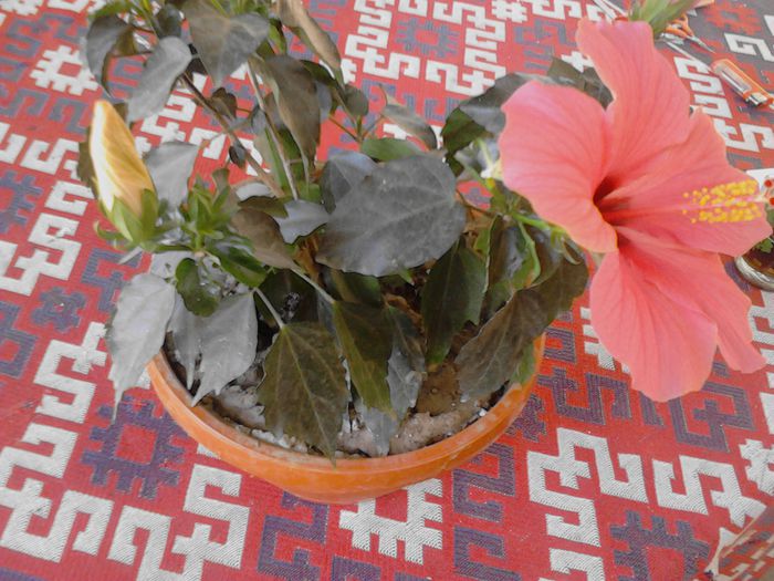 IMG_20130725_135713; hibi impletit doua culori
