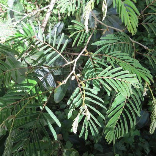 Acacia schweinfurthii - a-alte seminte rare