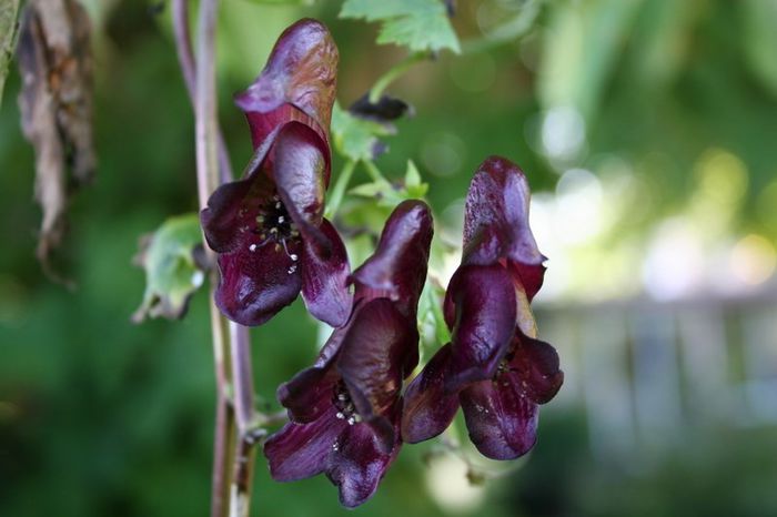 Aconitum hemsleyanum - a-alte seminte rare