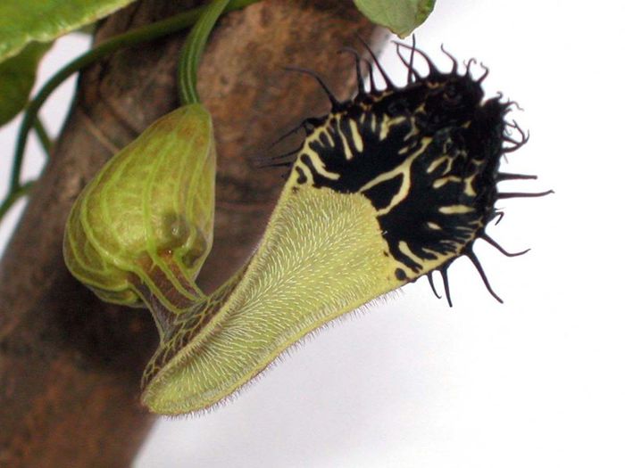 Aristolochia_arcuata