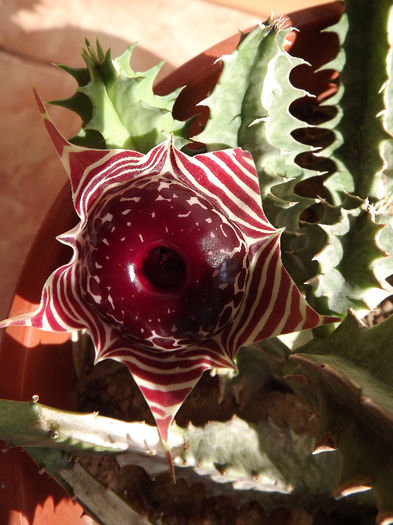 DSCF0661
