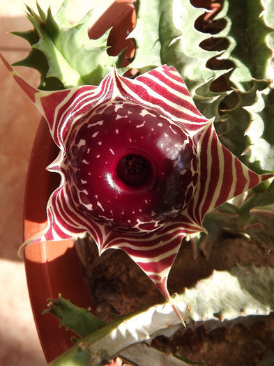 DSCF0664