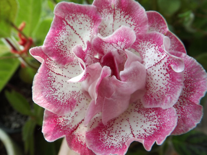 DSCF0668