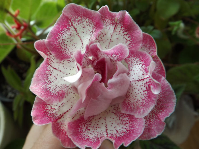 DSCF0669