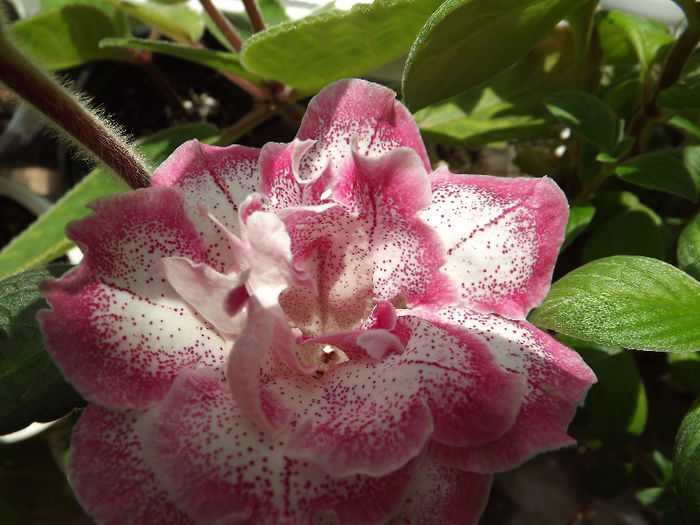DSCF0673
