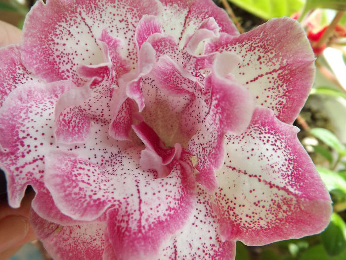 DSCF0675