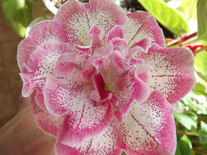 DSCF0677