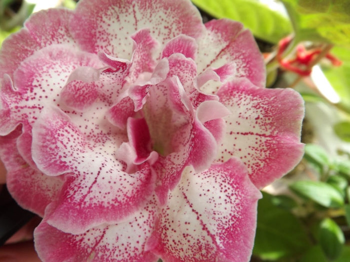 DSCF0682