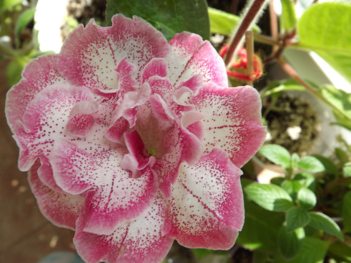DSCF0678