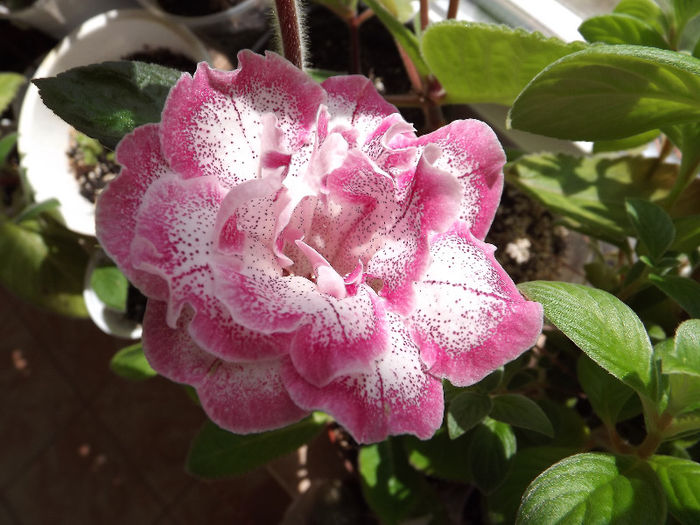DSCF0679
