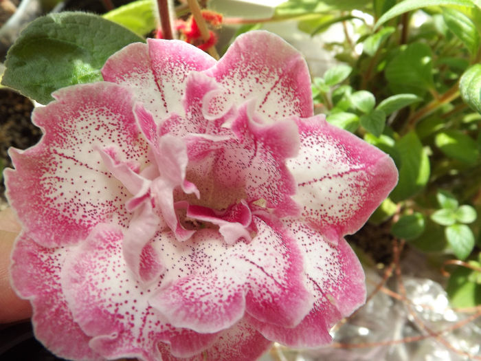DSCF0681