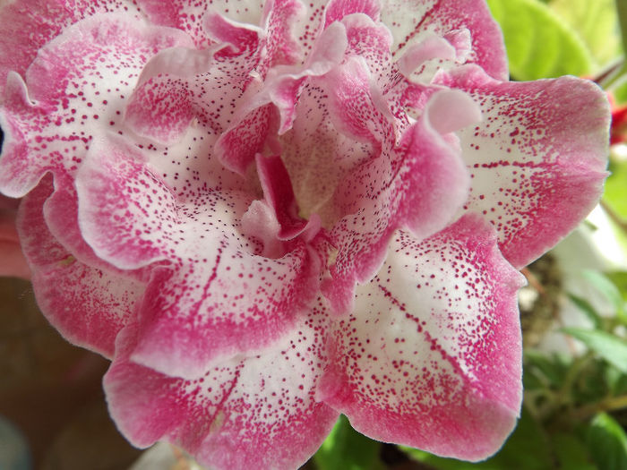 DSCF0684