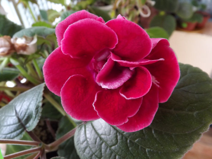 DSCF0796