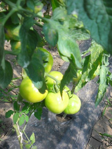 Tomate Monroe F1 6 - TOMATE MONROE F1