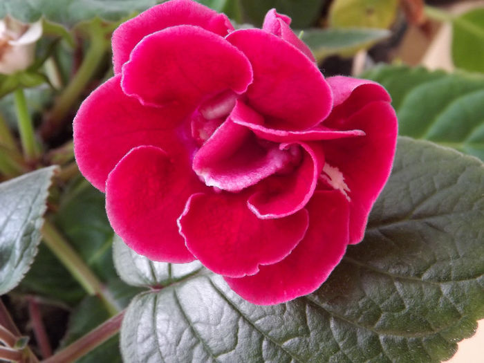 DSCF0794