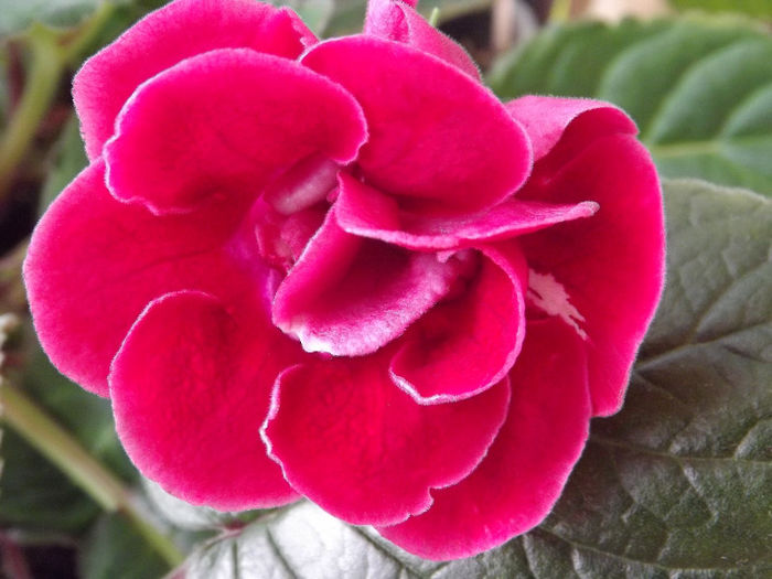 DSCF0795