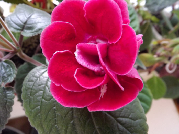 DSCF0799