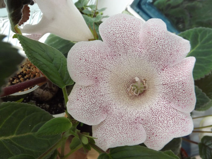 DSCF0802