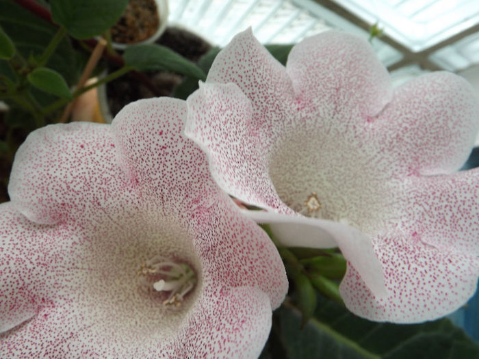 DSCF0804